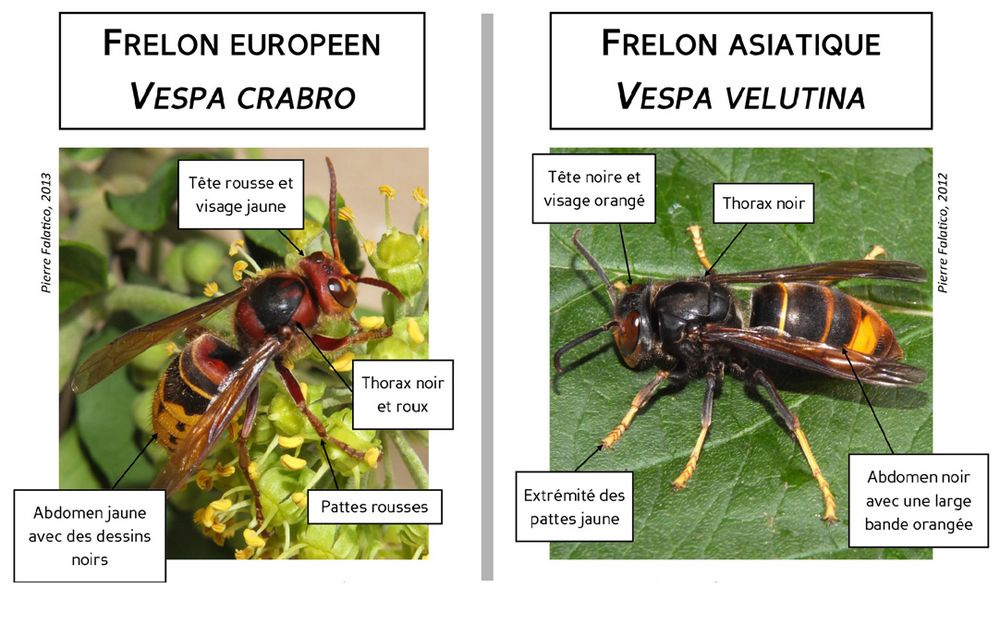 Frelon asiatique