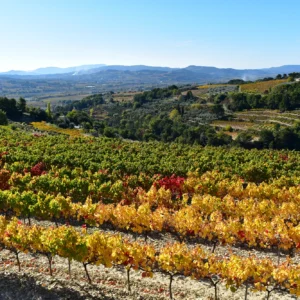 Vignoble